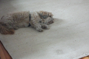 Lhasa Apso08