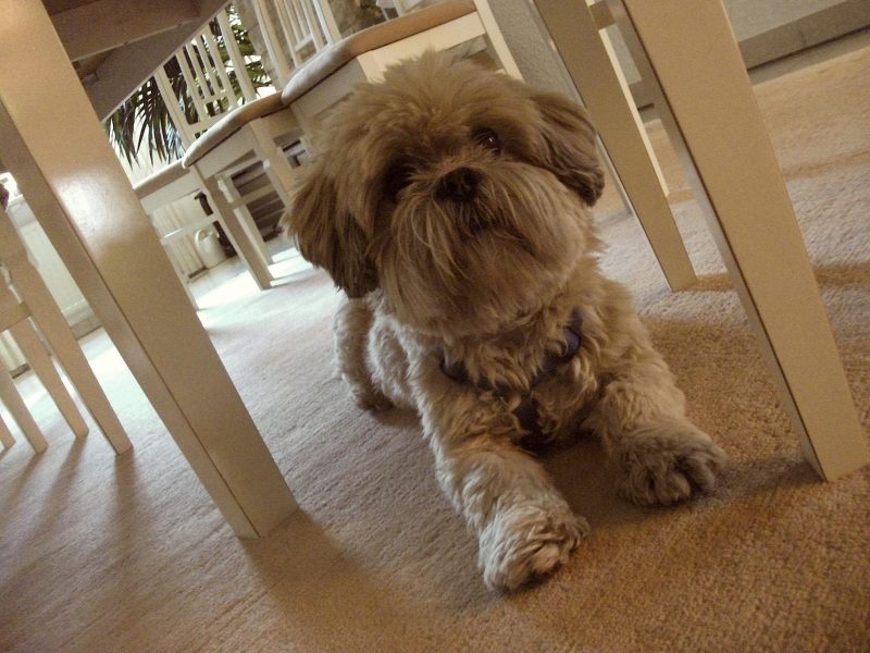 Lhasa Apso16