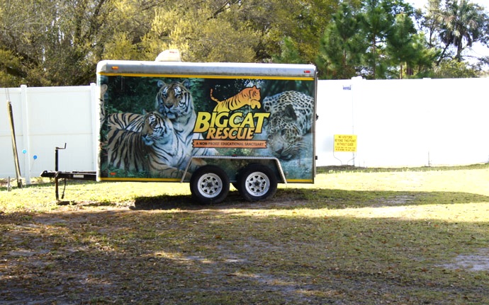 Big-Cat-Rescue-Tampa