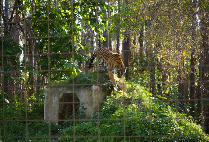 Tiger-in-Natur