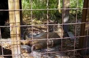 Wildkatze-Gehege