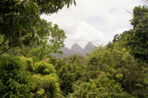 Regenwald-Pitons