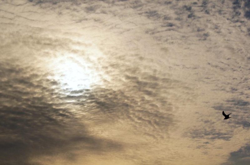 Himmel-mit-Vogel
