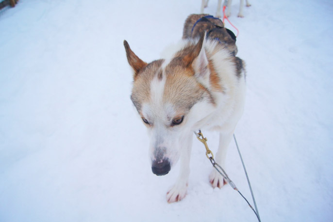 Husky-Hund