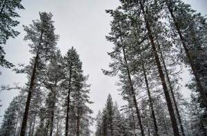 Wald-Finnland