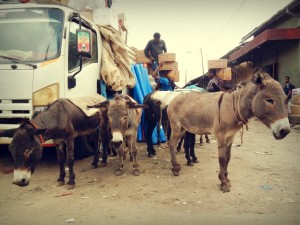 Esel-Mercato-Addis-Abeba-Äthiopien