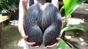 Samen-Palme