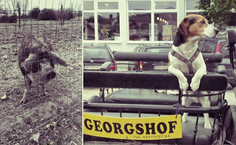 Schweine-und-Hund