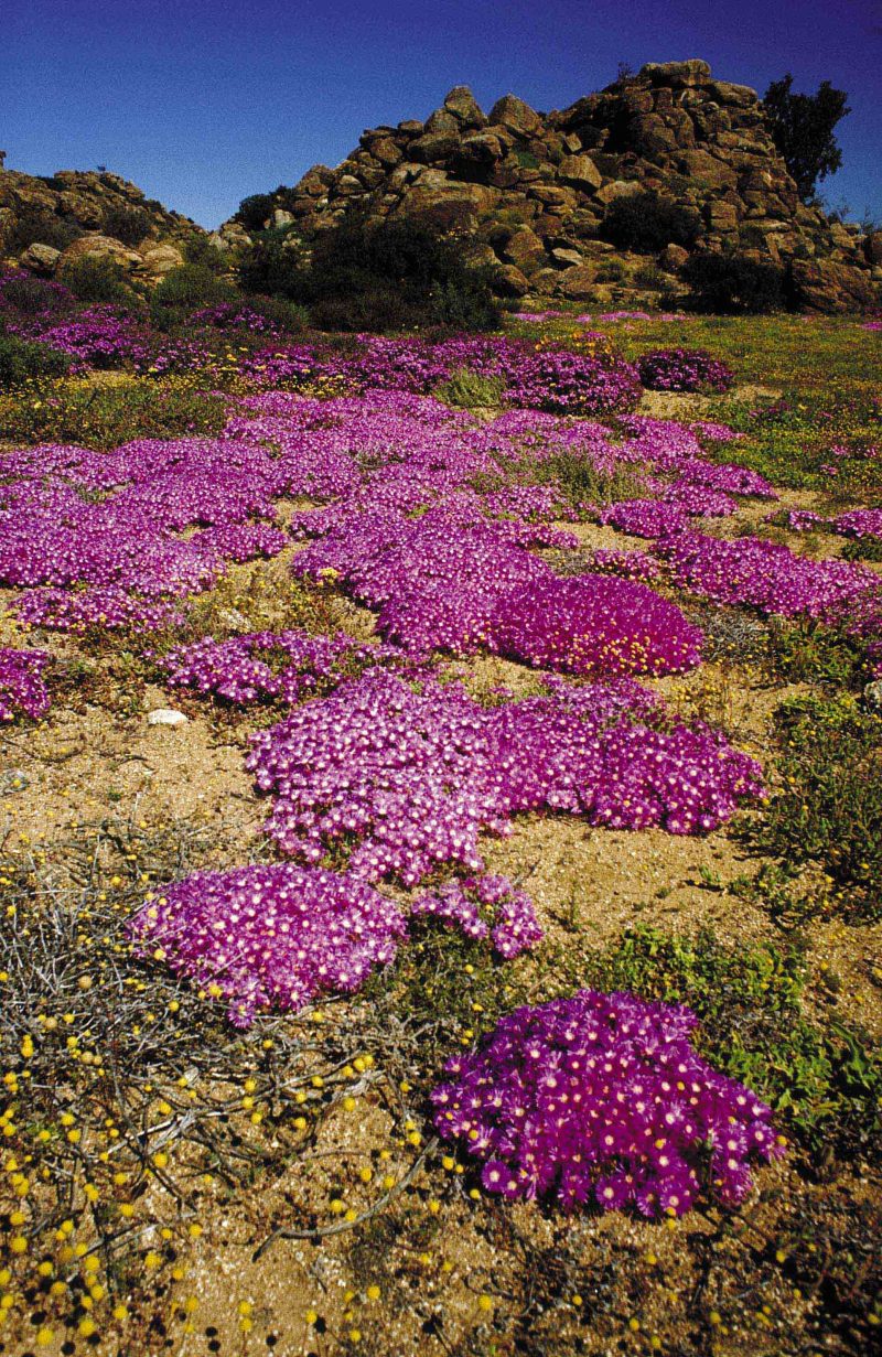 Namaqualand-02