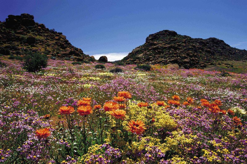 Namaqualand-03