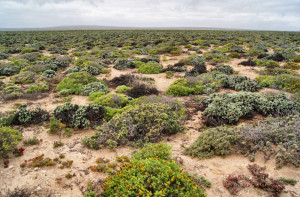 Südafrika-Namaqualand National Park