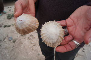 Muscheln-Küste-Südafrika