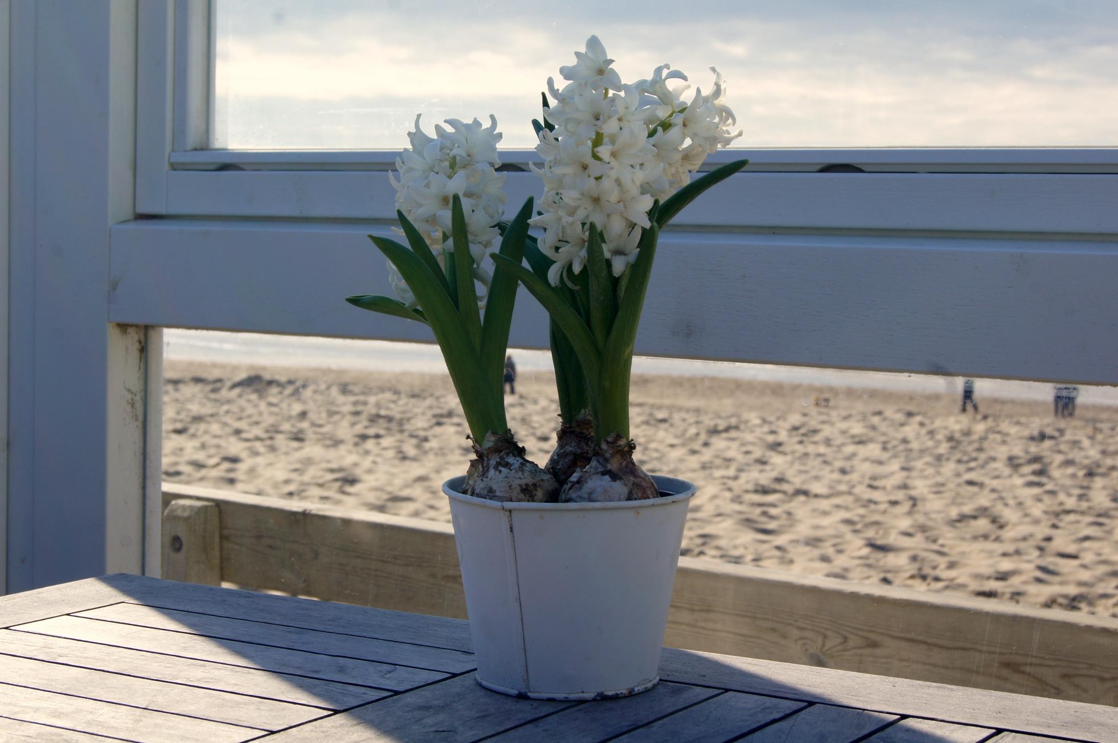 Blume am Strand von Zaandvoort