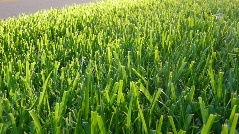 Naples Gras