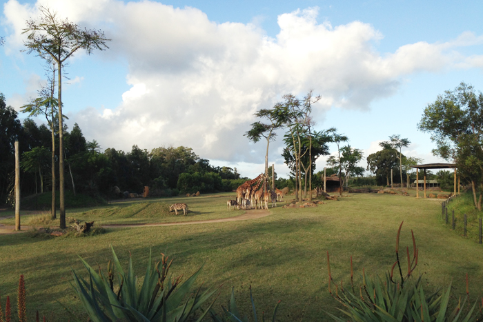 Ostküste_Australiens_AustraliaZoo_