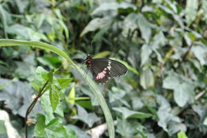 Tipps für Costa Rica_Schmetterling
