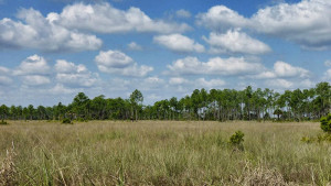Everglades-Landscape-2