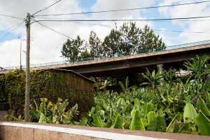 Madeira_Palmen