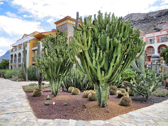 Gran-Canaria_Hotelanlage-und-Kakteen