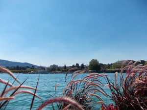 Schweiz-Zürichee-Gräser