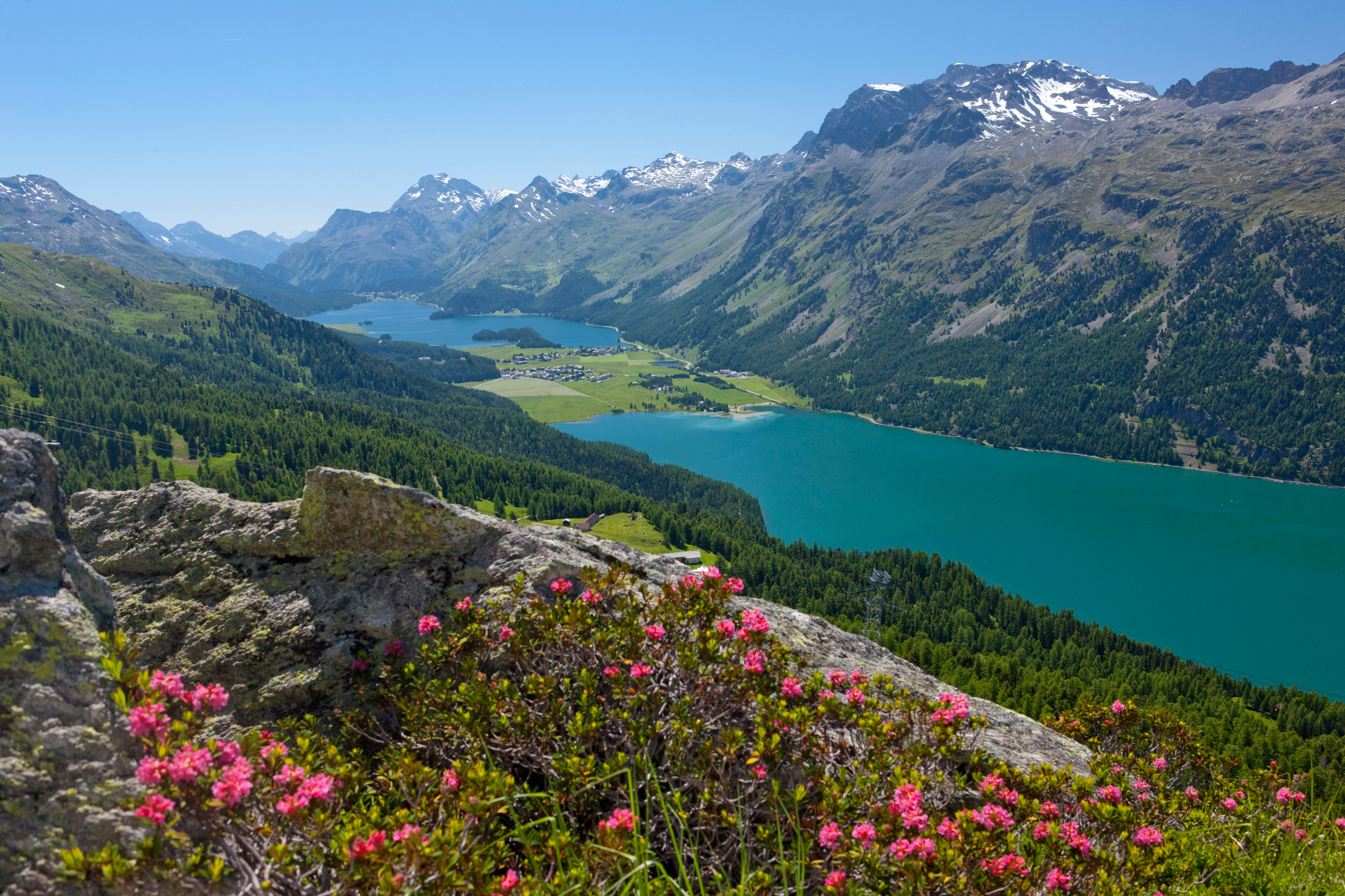 ENGADIN St.Moritz: Alpenrosen ueber dem Silvaplanersee