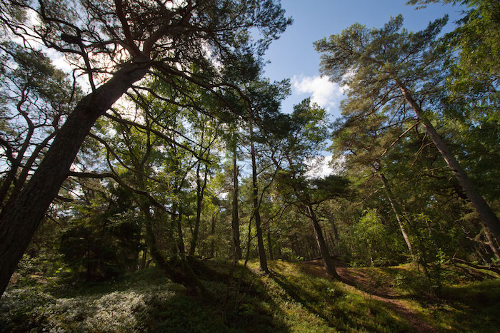 Wald Schweden