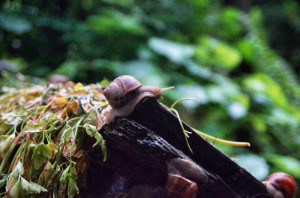 Schnecke