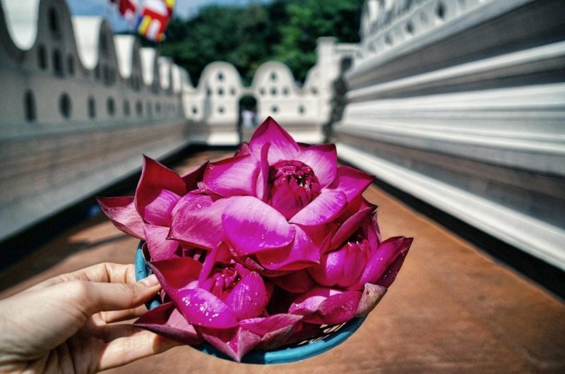 Blume-Tempel