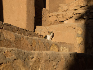 marokko_katze_in_der_sonne