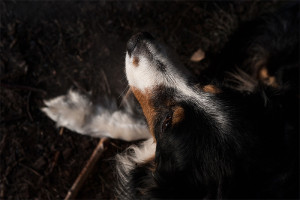 stormyrbergets_mille_dog