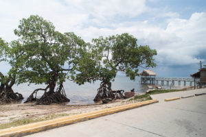 mangroven_puntagorda