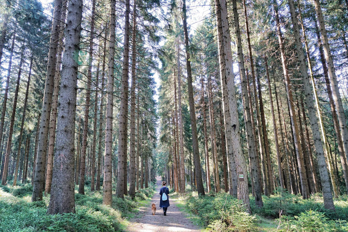 Waldspaziergang