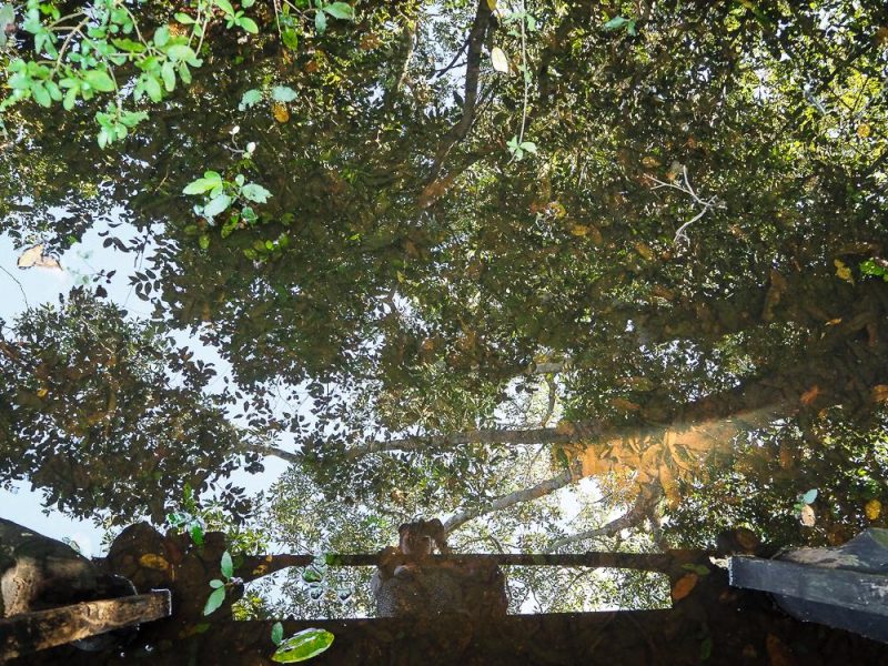 Naturparadies Pantanal