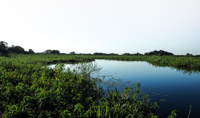 Naturparadies Pantanal