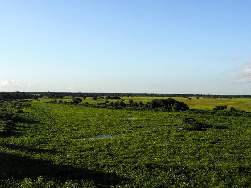Naturparadies Pantanal