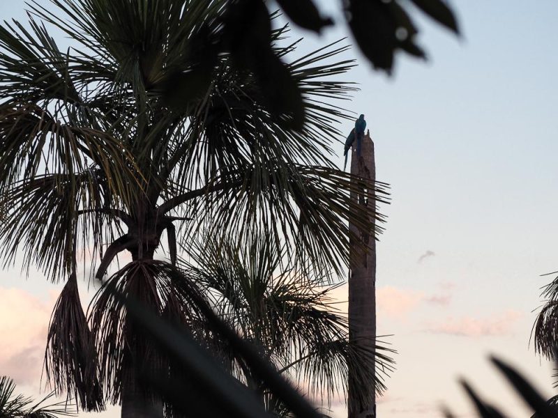 Schnorcheln in Brasilien