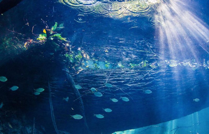 Schnorcheln in Brasilien