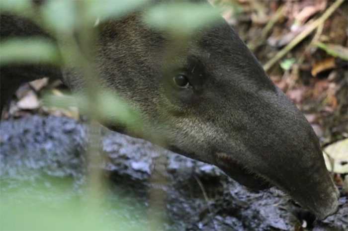 fabcontino-tapir