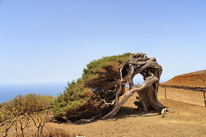 el-sabinar-el-hierro