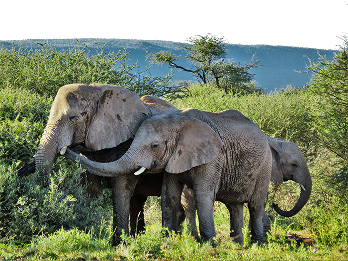 safari-1-elefanten
