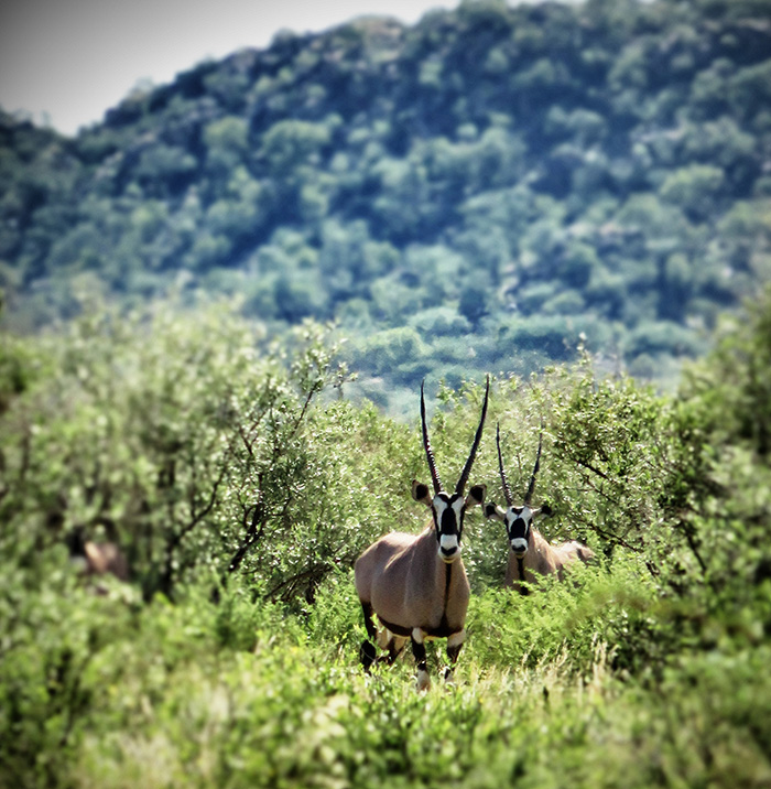 safari-4-oryx