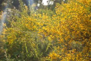 perth_kingspark_botanical_garden