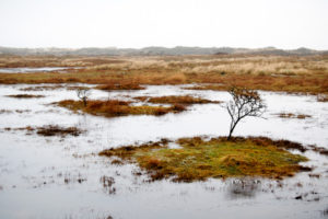 Wandern auf Baltrum-ueberflutete Wiesen
