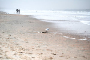 Wandern auf Baltrum-Strand mit Moewe