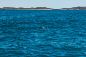 dampier-delfin-westaustralien