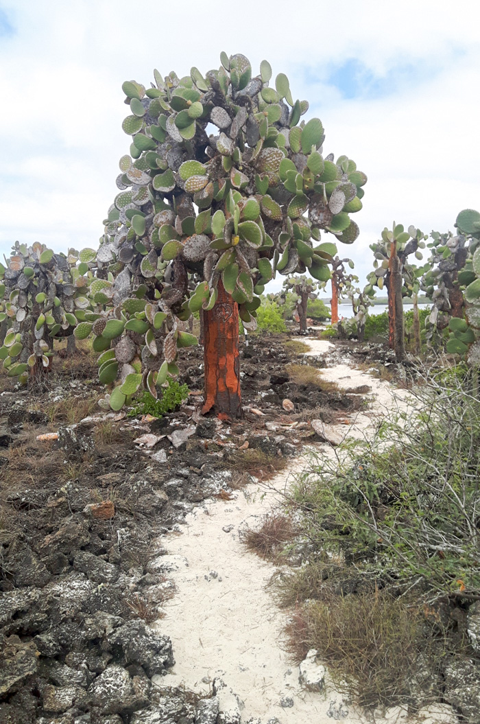Galapagosinseln günstig bereisen-Bäume