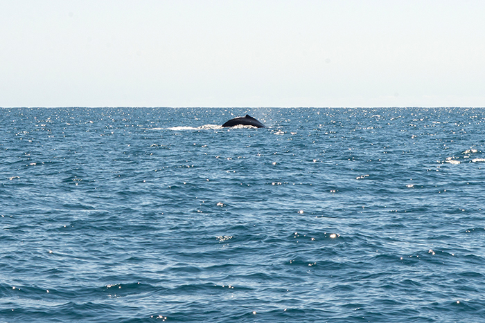 ningaloo-reef-walbeobachtung-