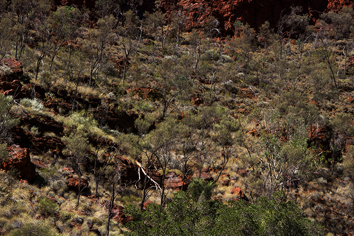 laura-drosse-westaustralien-natur-landschaft