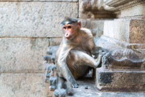 Äffchen-Hampi