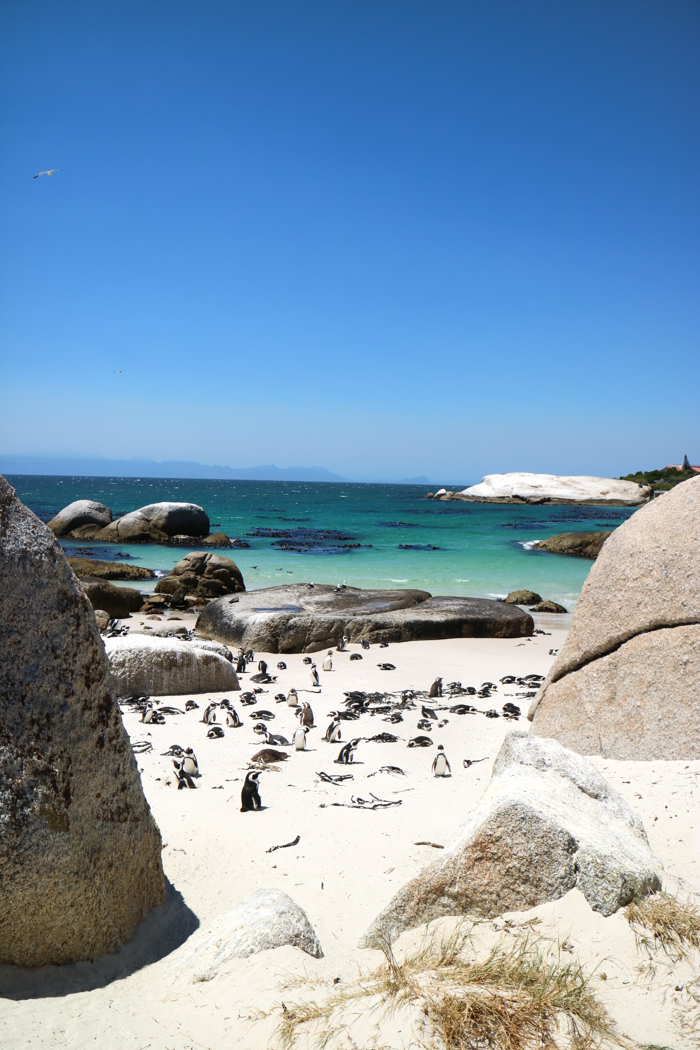 Boulders Beach Pinguine Simons Town